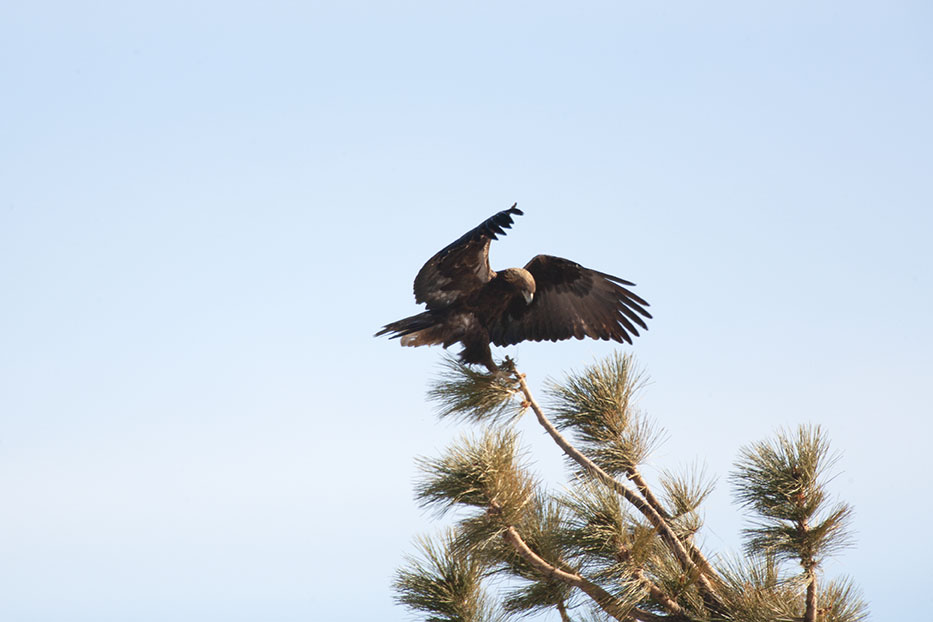 Gestión de Biodiversidad